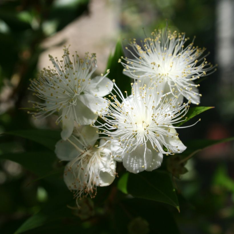 Myrtus communis  (Flowering)