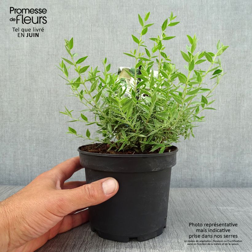Myrtus communis Variegata 1.5L/2L pot sample as delivered in summer