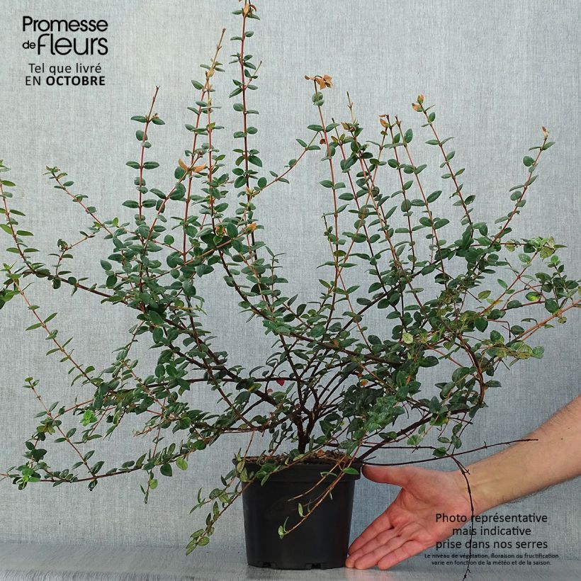 Myrtus ugni Pot de 3L sample as delivered in autumn