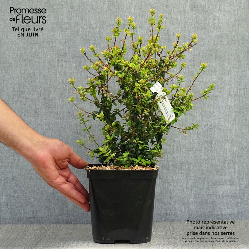 Myrtus ugni Butterball 2L/3L potShipped height around 20+cm sample as delivered in summer