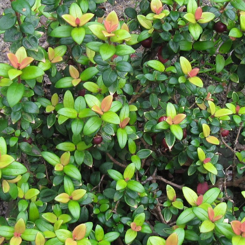 Myrtus ugni Butterball (Foliage)