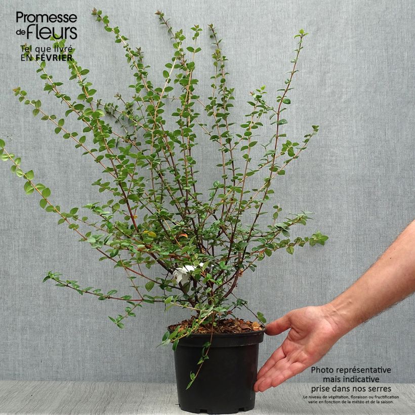 Myrtus ugni ou Ugni molinae Elite Pot de 2L/3L sample as delivered in autumn