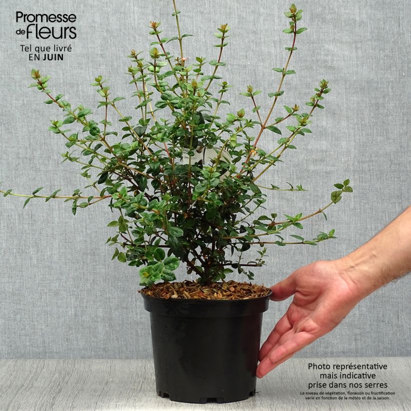 Myrtus ugni Elite 2L/3L potShipped height around 30/40cm sample as delivered in summer