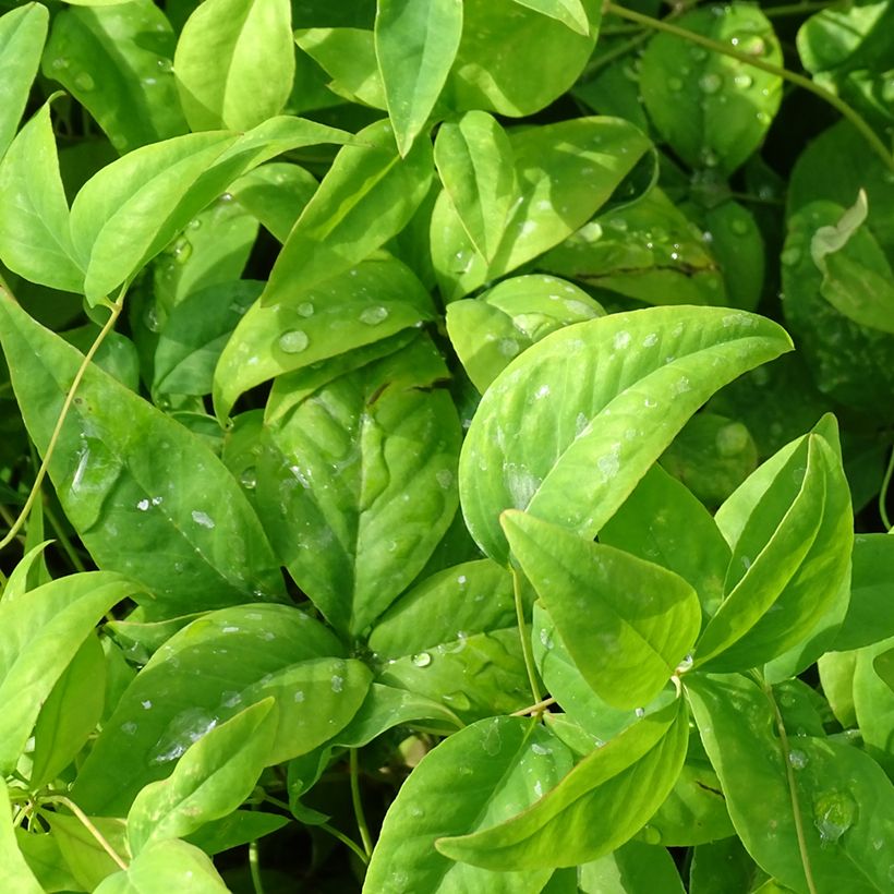 Nandina domestica Woods Dwarf - Sacred Bamboo (Foliage)