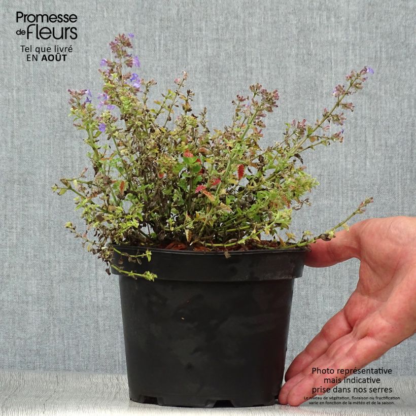 Nepeta faassenii Kit Cat - Catnip 2L/3L pot sample as delivered in summer