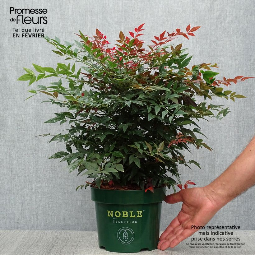 Nandina Obsessed Seika - Bambou sacré en pot de 2L/3L sample as delivered in autumn