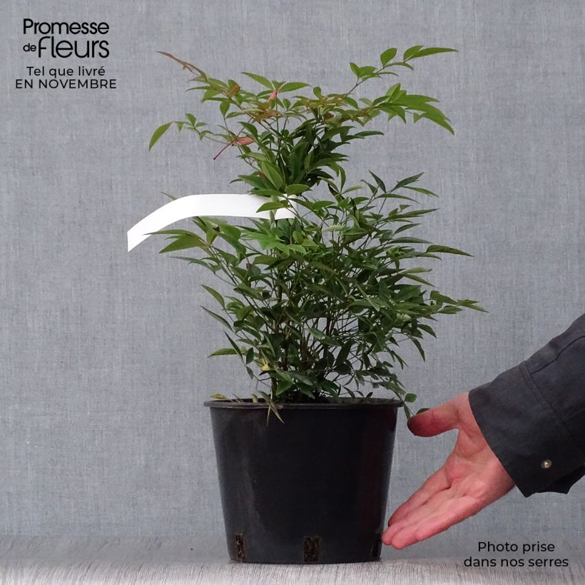 Nandina domestica - Sacred Bamboo 2L/3L pot sample as delivered in autumn