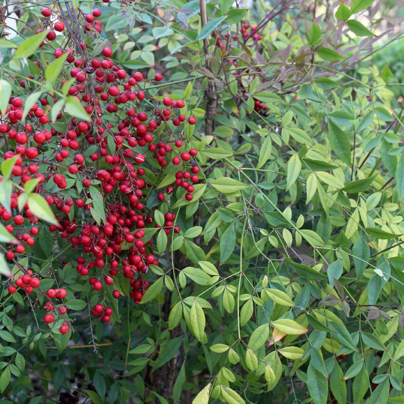 Nandina domestica - Sacred Bamboo (Foliage)