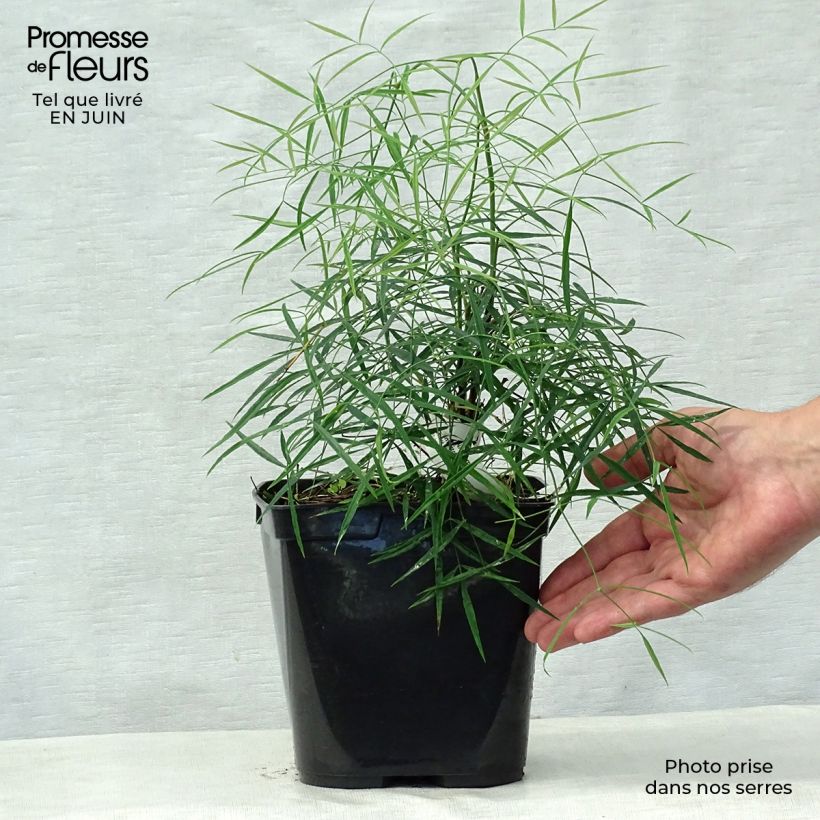 Nandina domestica Filamentosa - Sacred Bamboo 2L/3L potShipped height around 20/30cm sample as delivered in summer