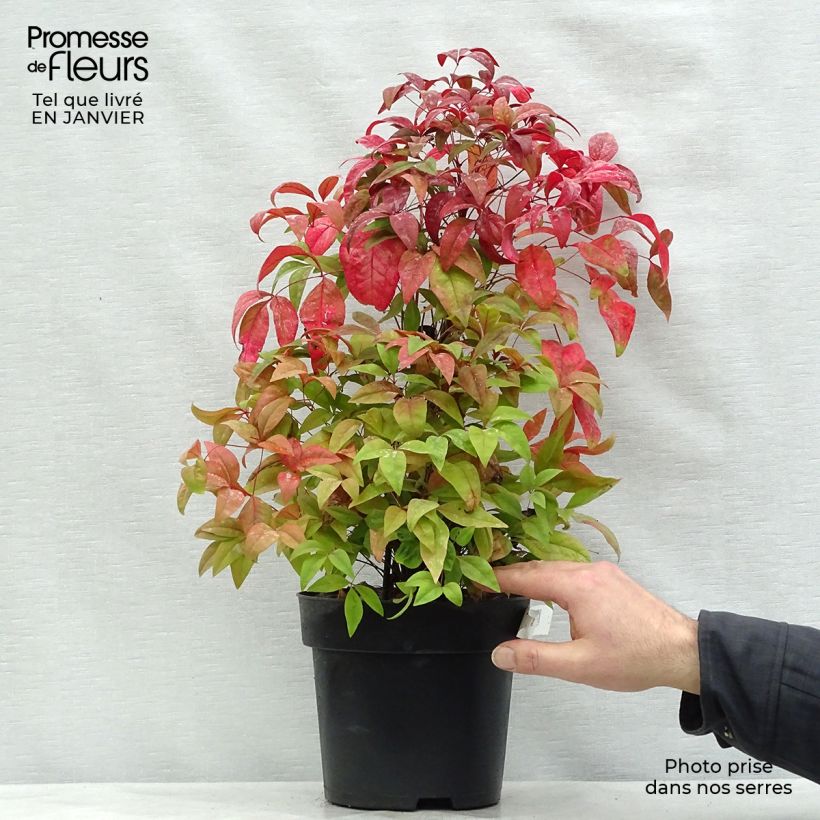 Nandina domestica Fire Power en pot de 4/5L sample as delivered in winter