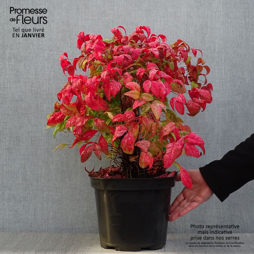 Nandina domestica Fire Power en pot de 7,5L/10L sample as delivered in winter