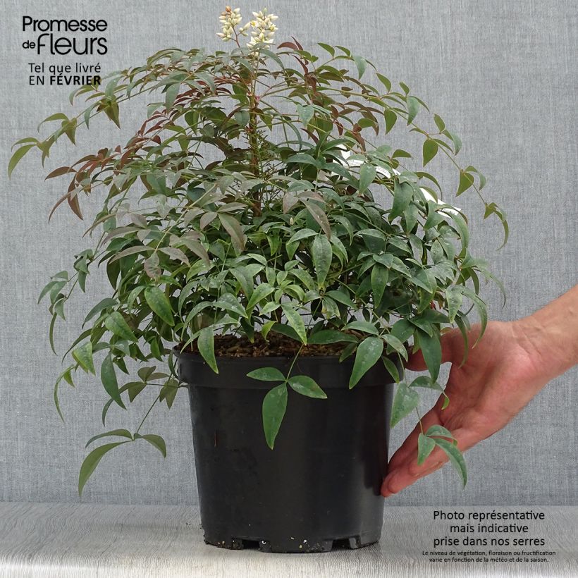 Nandina domestica Flirt - Bambou sacré nain Pot de 3L/4L sample as delivered in autumn