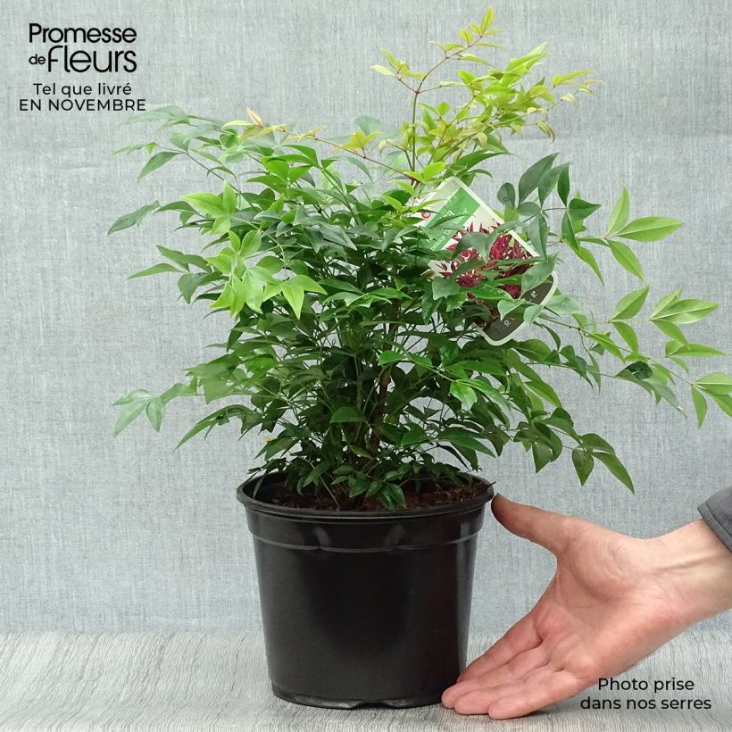 Nandina domestica Gulf Stream - Sacred Bamboo 2L/3L pot sample as delivered in autumn