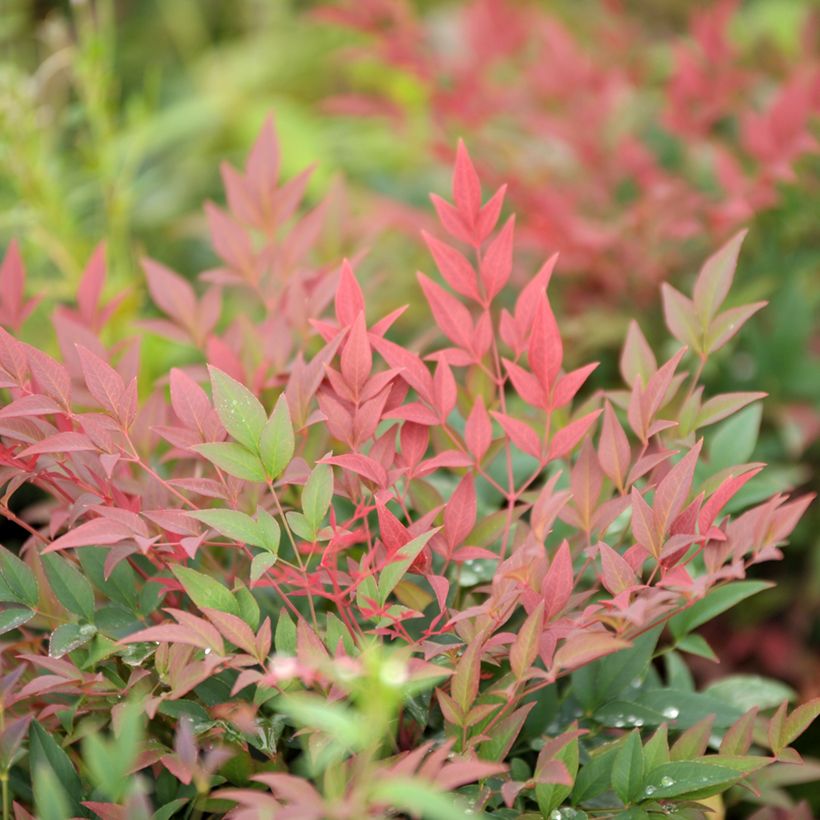 Nandina domestica Sunrise - Sacred Bamboo (Foliage)