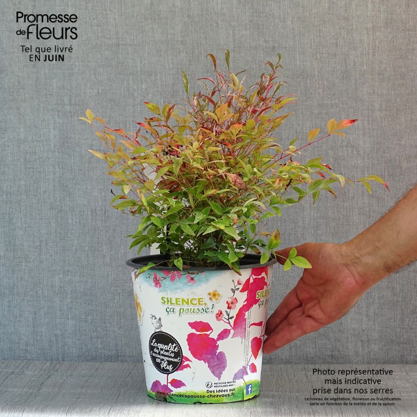 Nandina domestica Red Light - Sacred Bamboo 4L/5L pot sample as delivered in spring