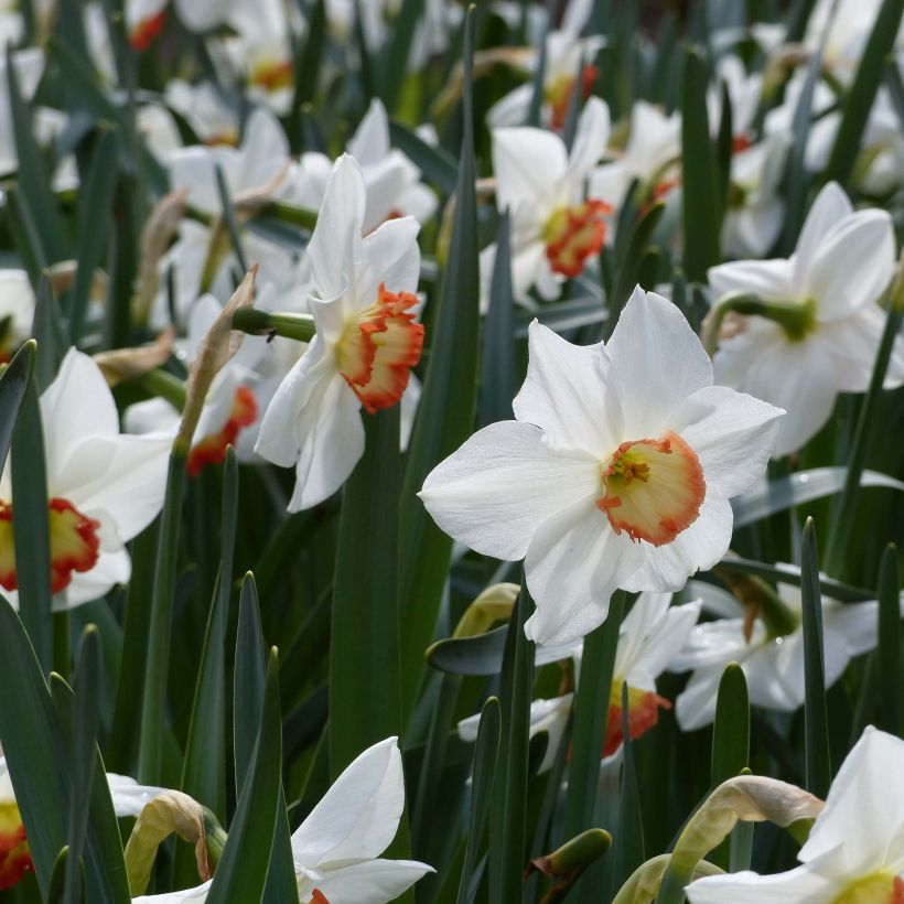 Narcissus Audubon (Flowering)