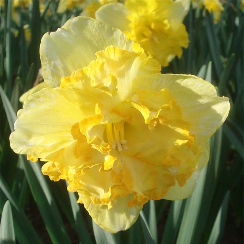 Narcissus Blazing Starlet - Daffodil (Flowering)