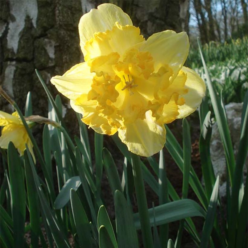 Narcissus Blazing Starlet - Daffodil (Plant habit)
