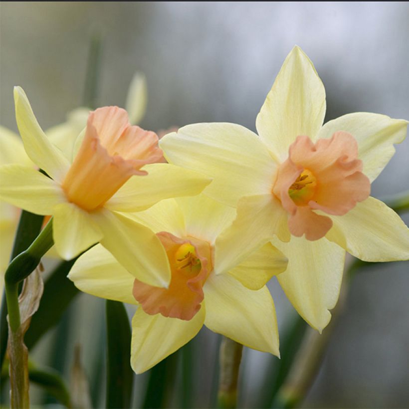 Narcissus Blushing Lady (Flowering)