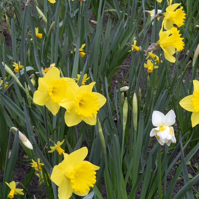 Narcissus 'Dutch Master' (Plant habit)