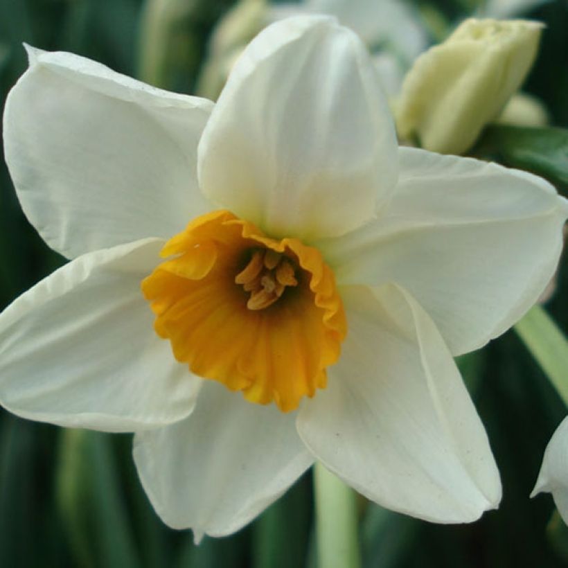 Narcissus tazetta Geranium (Flowering)