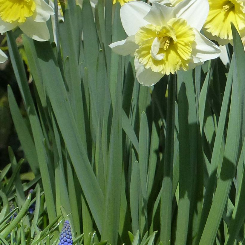 Narcissus Ice Follies - Daffodil (Foliage)