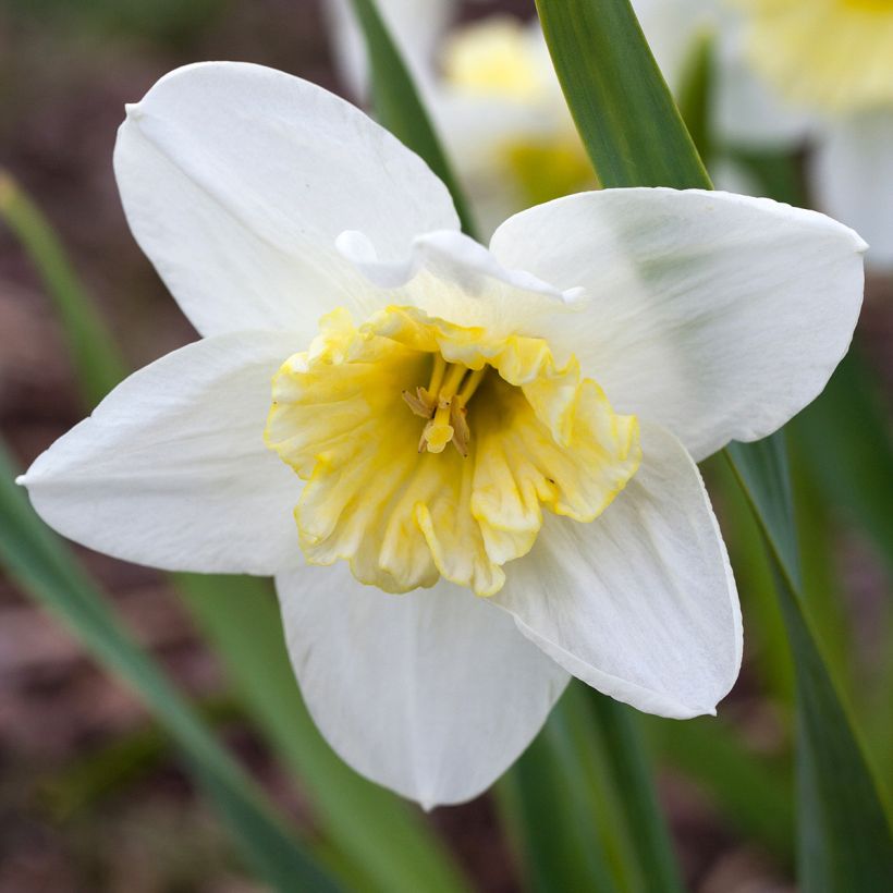 Narcissus Ice Follies - Daffodil (Flowering)