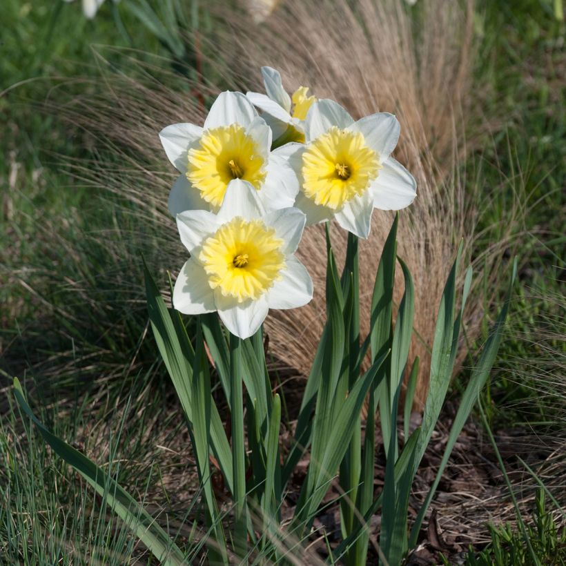 Narcissus Ice Follies - Daffodil (Plant habit)