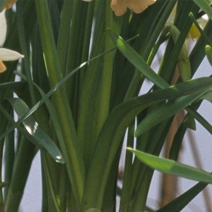 Narcissus Katie Heath (Foliage)