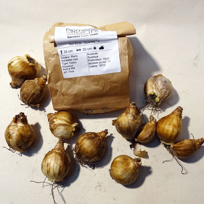 Example of Narcissus Katie Heath specimen as delivered