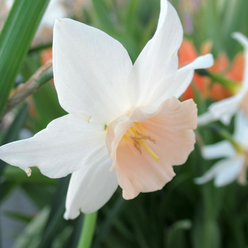 Narcissus Katie Heath (Flowering)