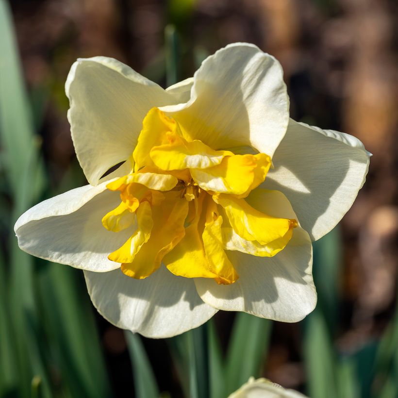 Narcissus 'Lemon Beauty' (Flowering)