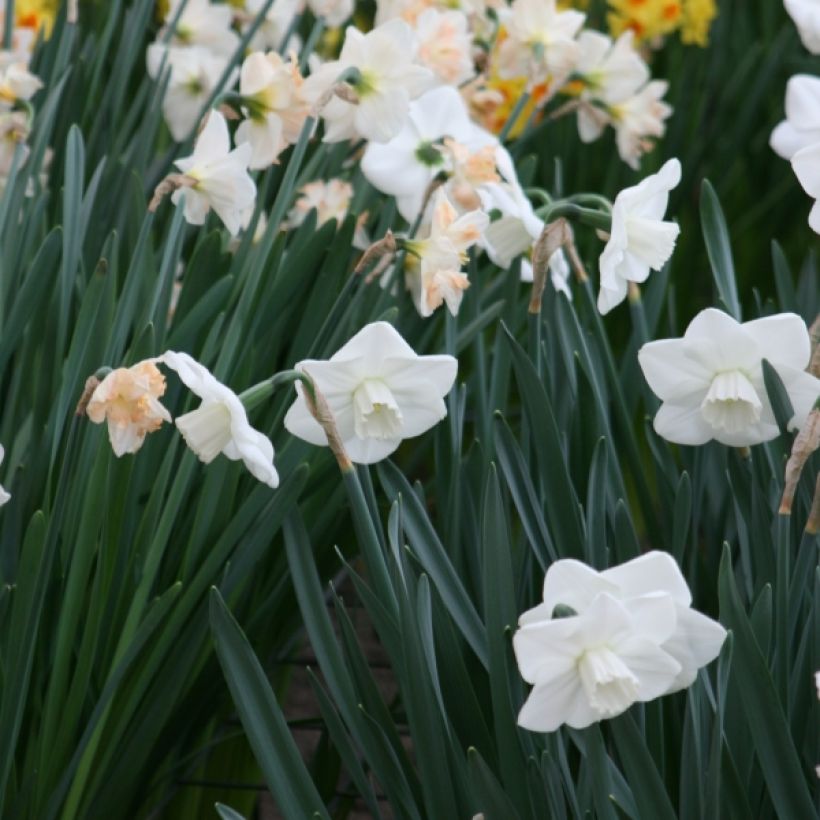 Narcissus Misty Glen (Plant habit)