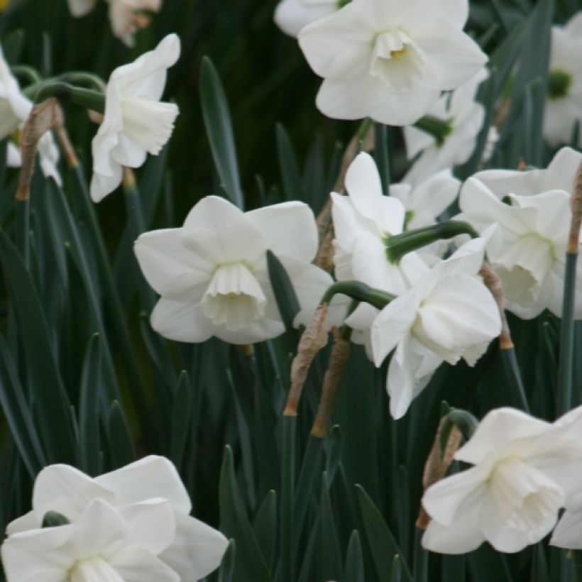 Narcissus Misty Glen (Flowering)
