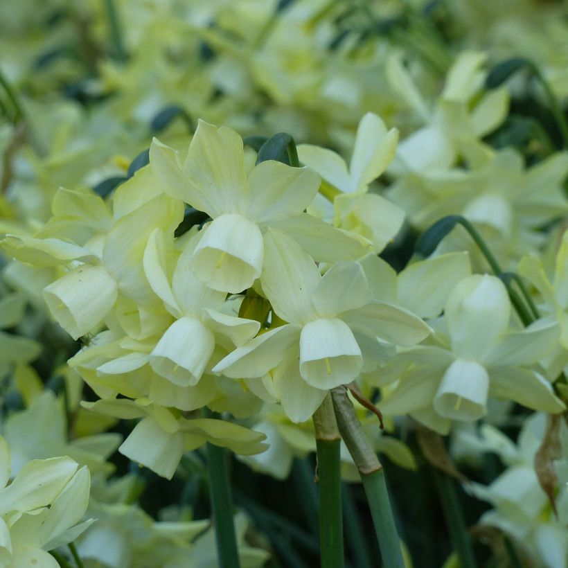 Narcissus x triandus Moonlight Sensation (Flowering)