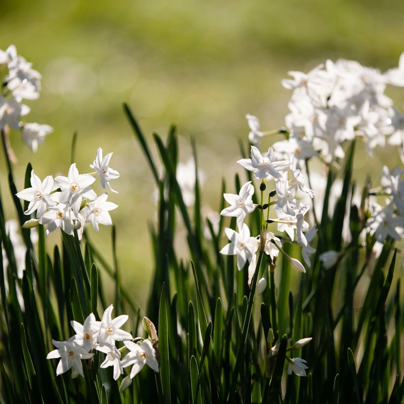 Narcissus papyraceus Paperwhite (Plant habit)