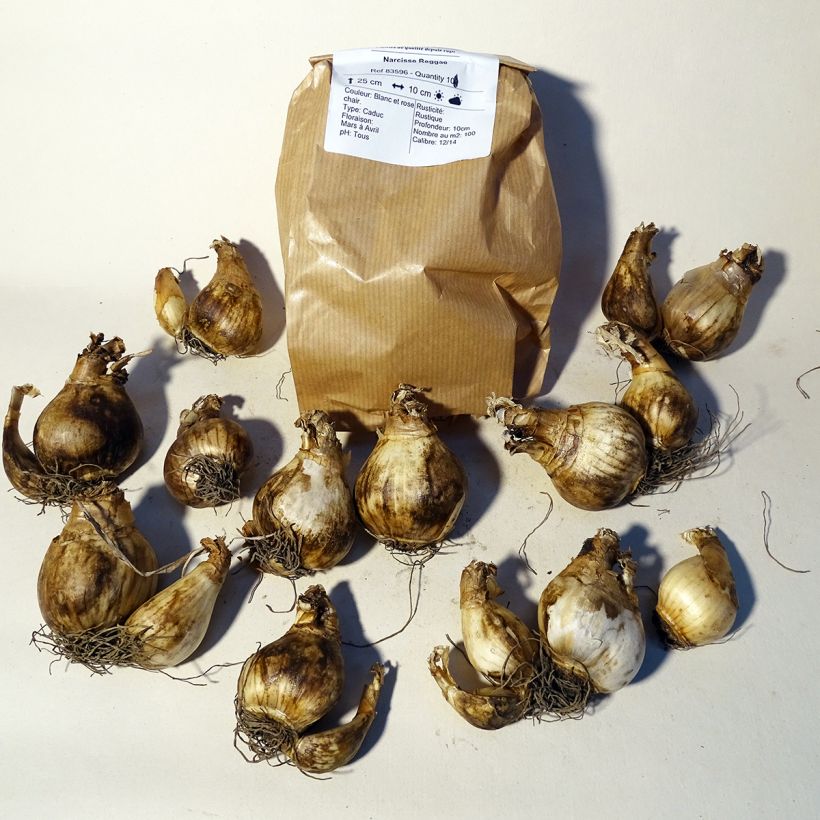Example of Narcissus cyclamineus Reggae specimen as delivered