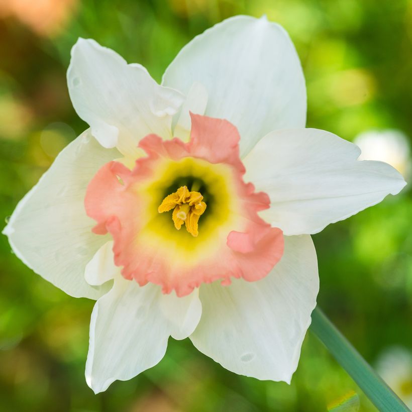 Narcissus Salome (Flowering)