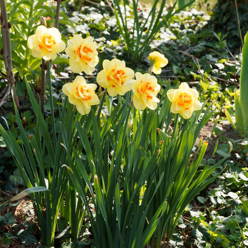 Narcissus Tahiti (Plant habit)