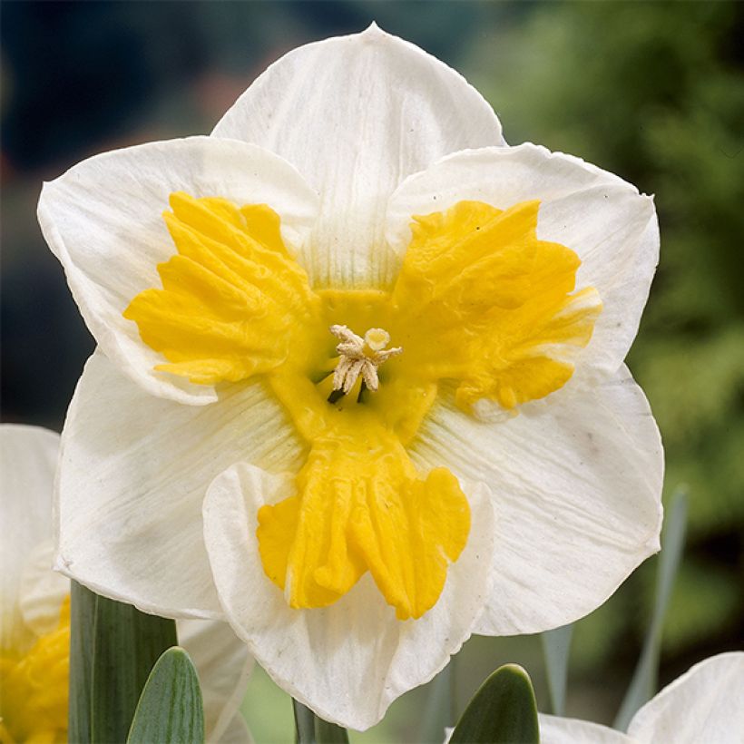 Narcissus Tricollet (Flowering)