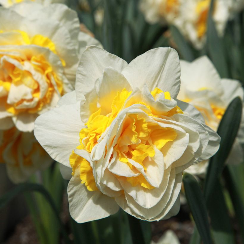 Narcissus Wave (Flowering)