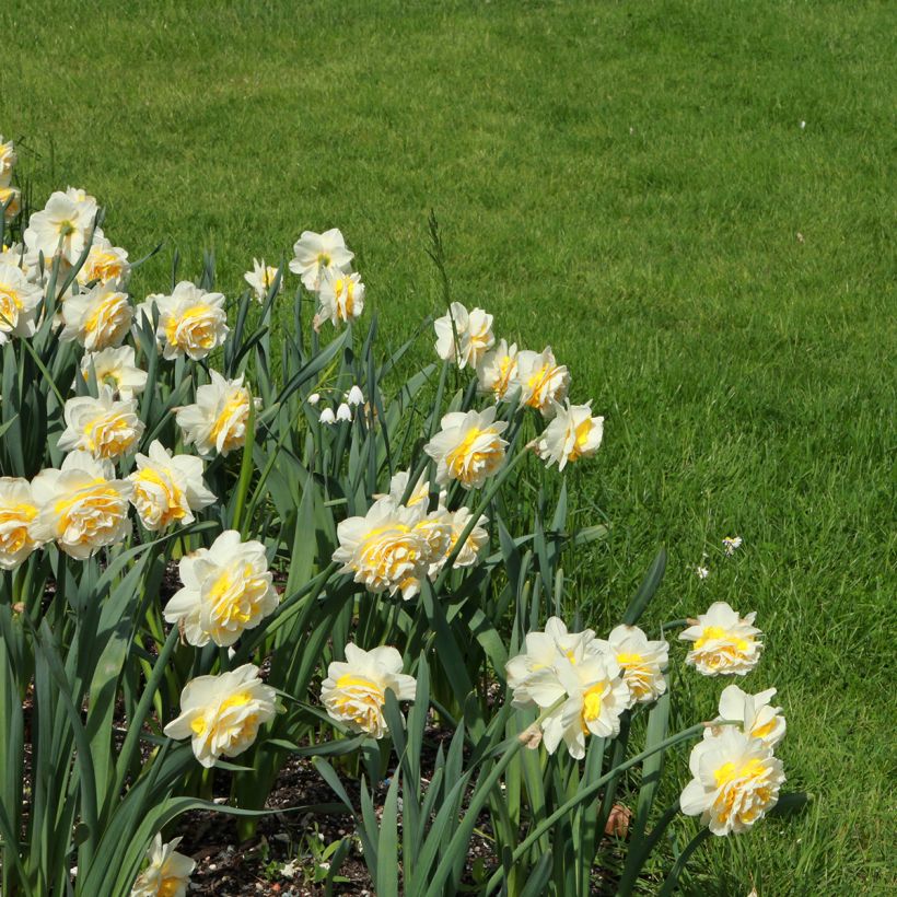 Narcissus Wave (Plant habit)