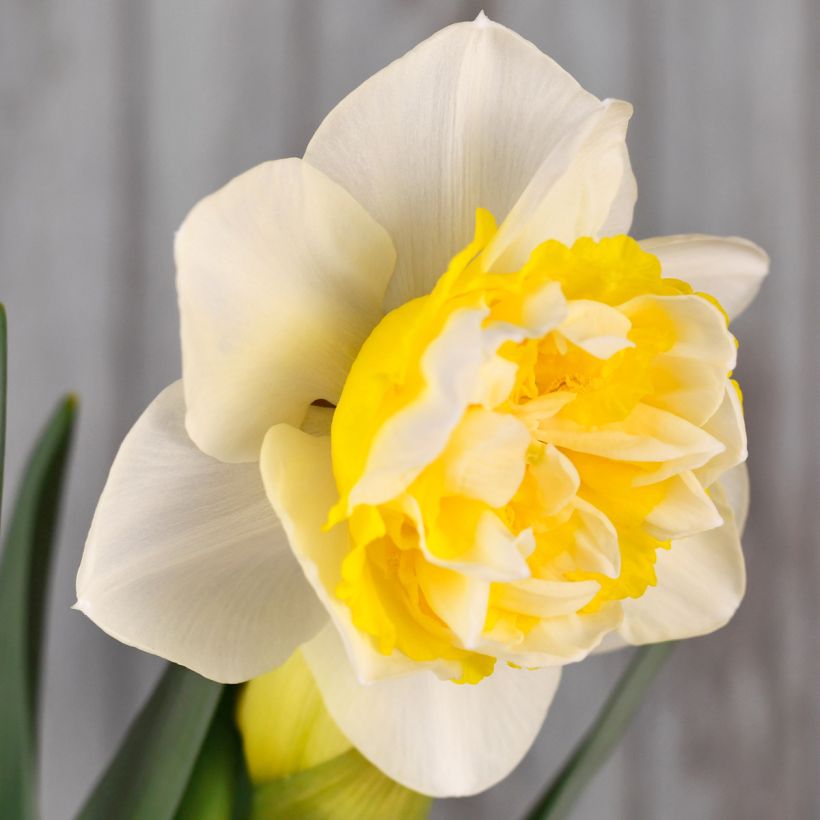 Narcissus Westward (Flowering)