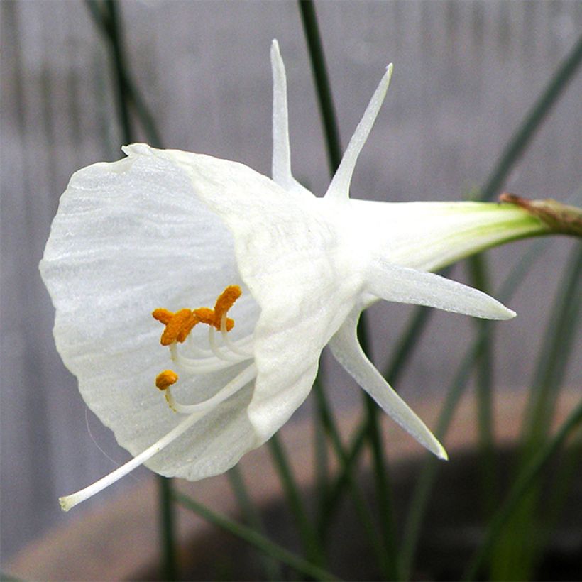 Narcissus x bulbocodium cantabricus (Flowering)