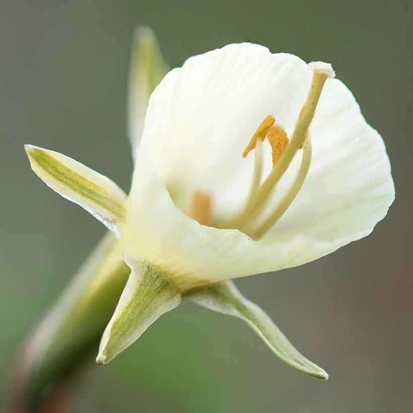 Narcissus (x) bulbocodium conspicuus White Petticoat (Flowering)