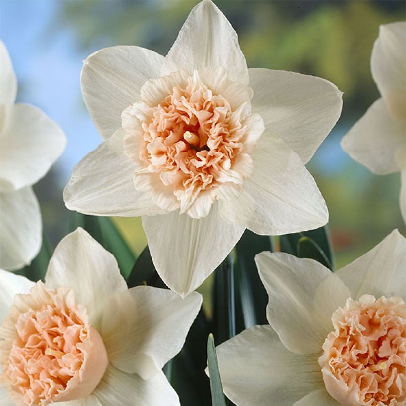 Narcissus Petit Four (Flowering)