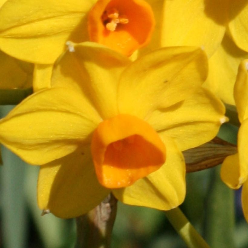 Narcissus Grand Soleil d'Or (Flowering)