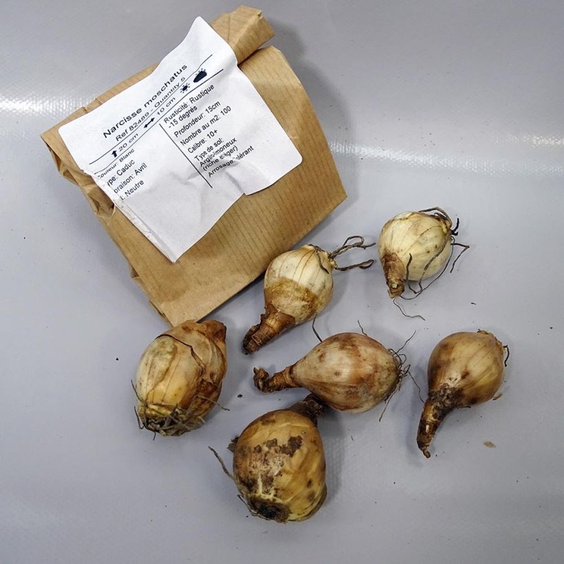 Example of Narcissus moschatus specimen as delivered