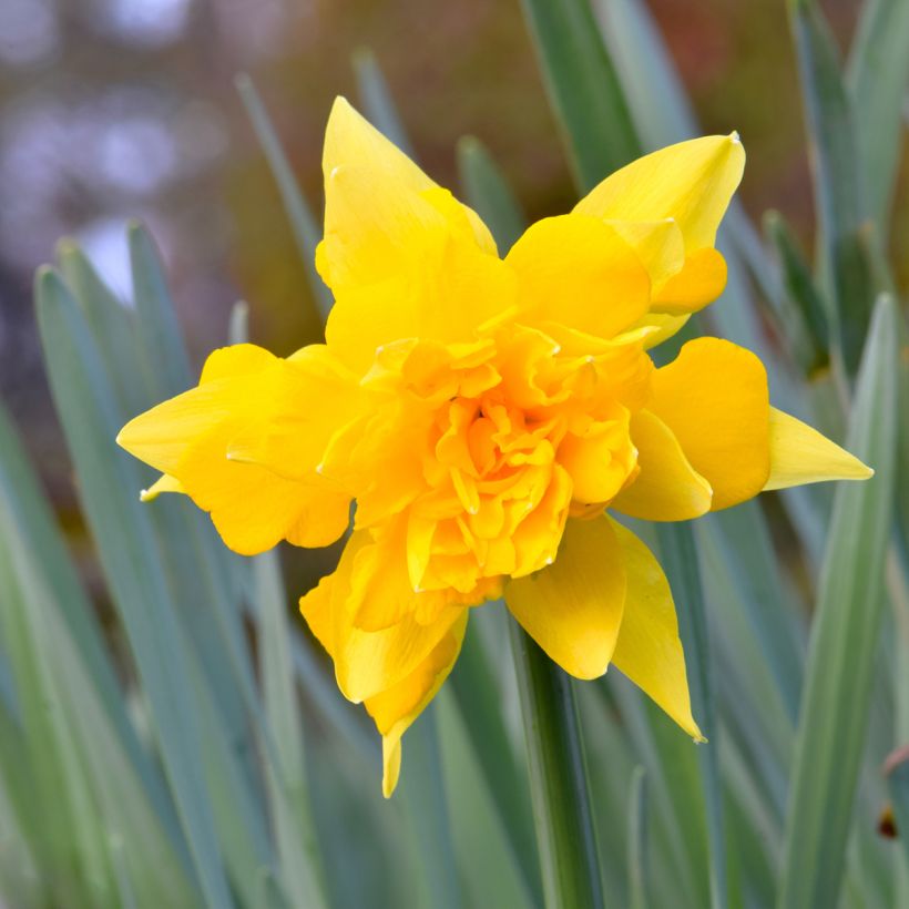 Narcissus Double Campernelle (Flowering)