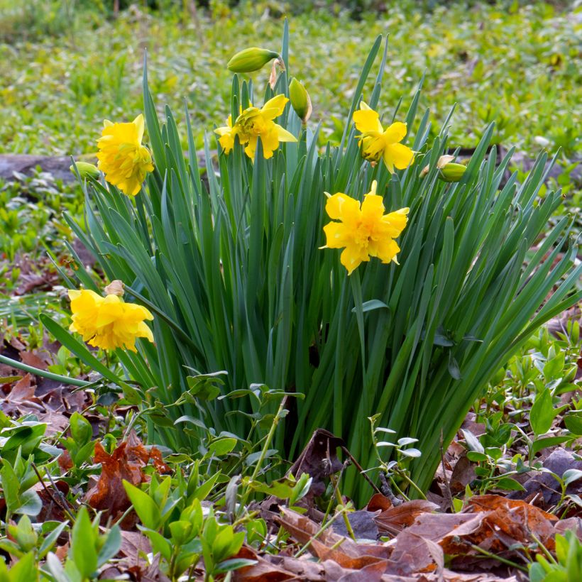 Narcissus Double Campernelle (Plant habit)